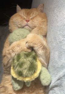 公仔新款2026可爱迷你公仔毛绒玩偶玩具车载趴趴小乌龟玩偶