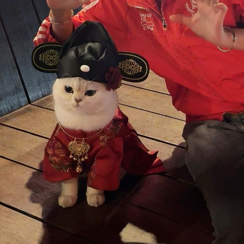 状元郎变装秀创意服装新款可爱2026猫咪帽子宠物中式花朵官帽