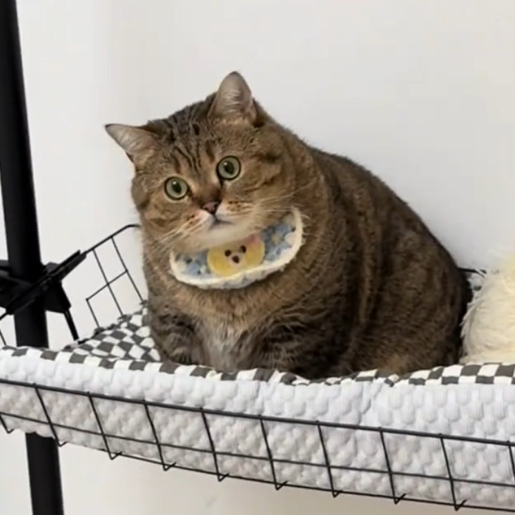 可爱装饰手工宠物毛线玩偶可爱小熊猫咪围脖手工编织围嘴口水巾