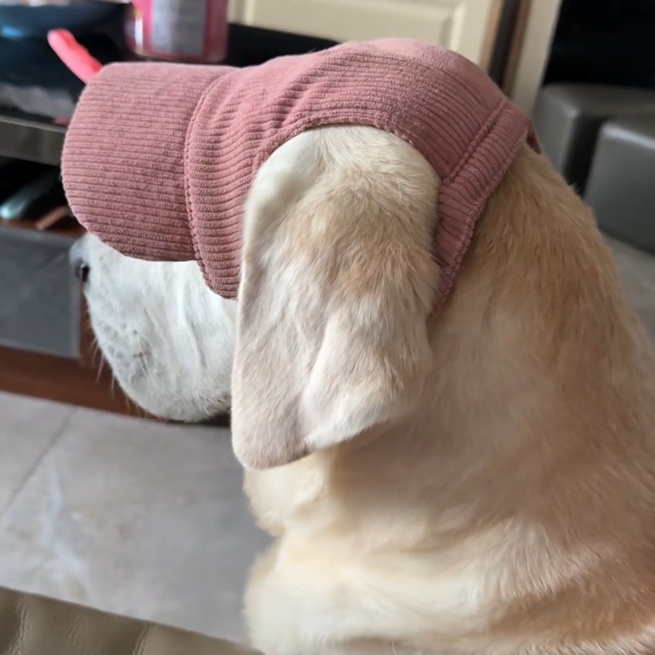 粉色新款四季宠物帽子遮阳防晒小中大型犬狗狗猫咪灯芯绒帽子
