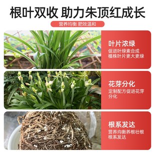 朱顶红营养液家用农用室内外花卉绿植植物通用型肥料治黄叶