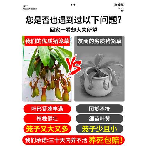 猪笼草盆栽捕蝇草食虫草食人花驱蚊虫超大猪笼草四季绿植趣味盆栽