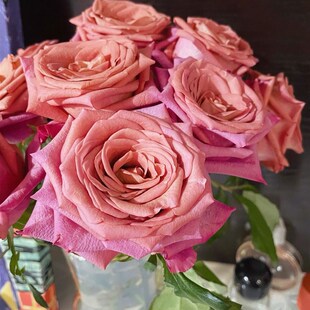 铃兰家  咖啡师 肯尼亚2021超新品切花玫瑰花苗盆栽阳台花卉植物