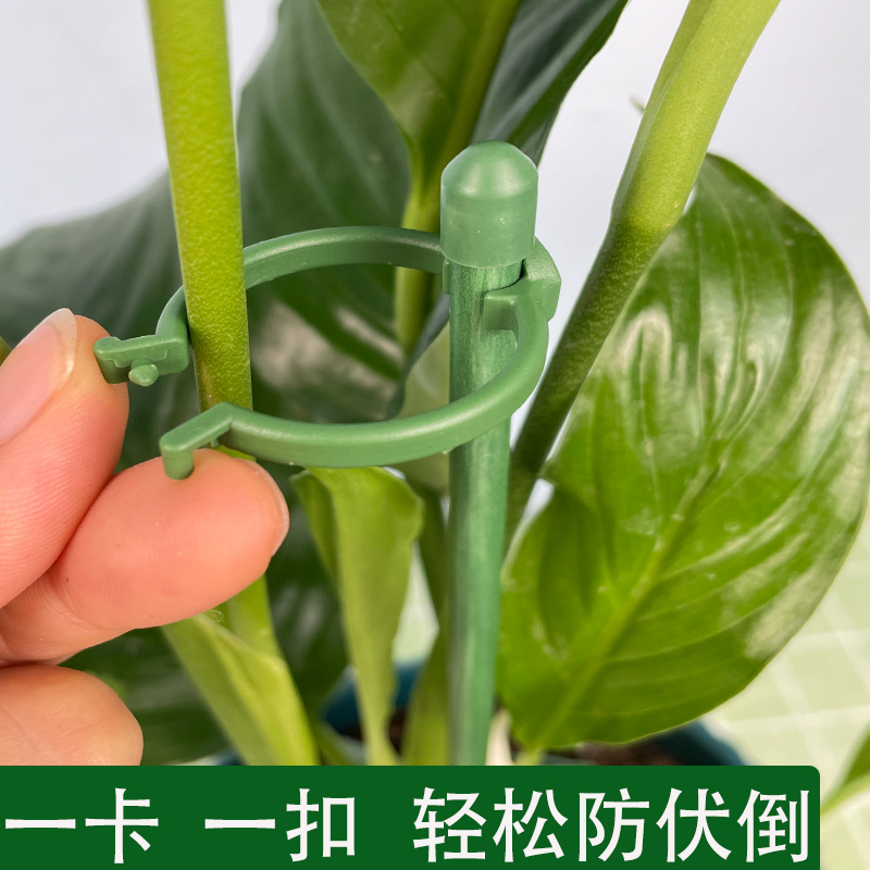花架子蝴蝶兰支架绣球支撑杆金钱树龟背竹月季爬藤植物固定防倒伏