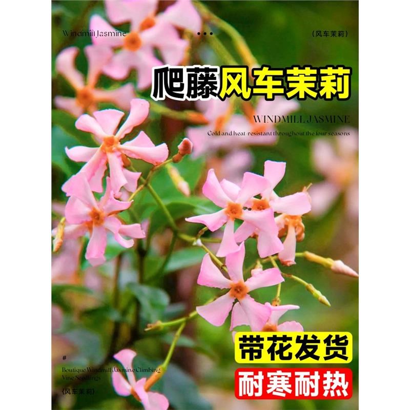 粉色风车茉莉盆栽室内外爬藤耐寒四季开花卉绿植阳台庭院好养植物