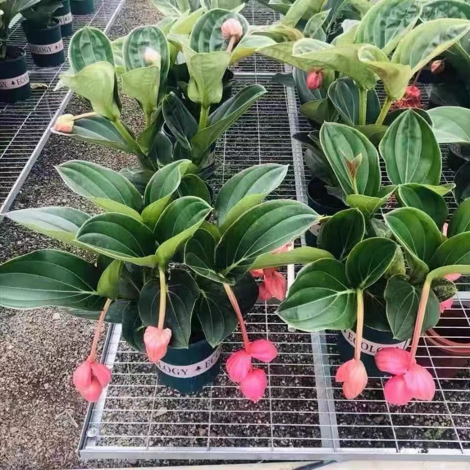 宝莲灯花盆栽带花苞花卉植物室内花好养四季开花高档客厅庭院绿植