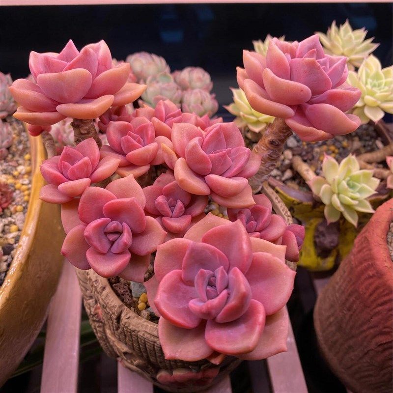 彩虹糖懒人老桩大颗新手好养多肉稀有品种名贵多肉植物室内盆栽