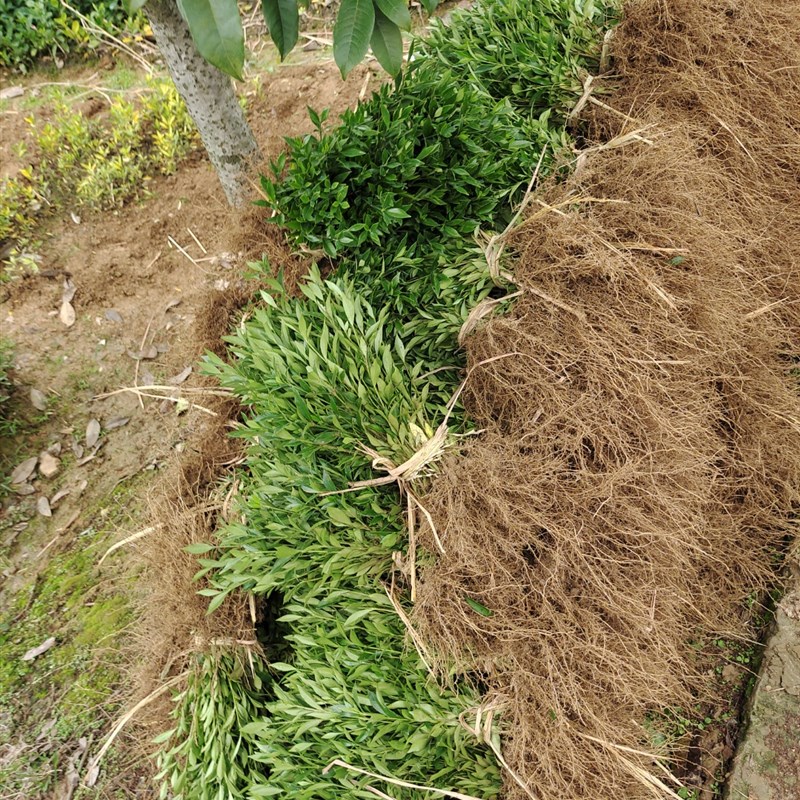 小叶栀子花苗 绿篱庭院花坛植物 四季常青阳台室外盆栽绿植栀子苗