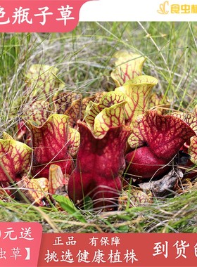 紫色瓶子草【漂亮吃虫食虫植物造景观包邮盆栽量多六点六折优惠】