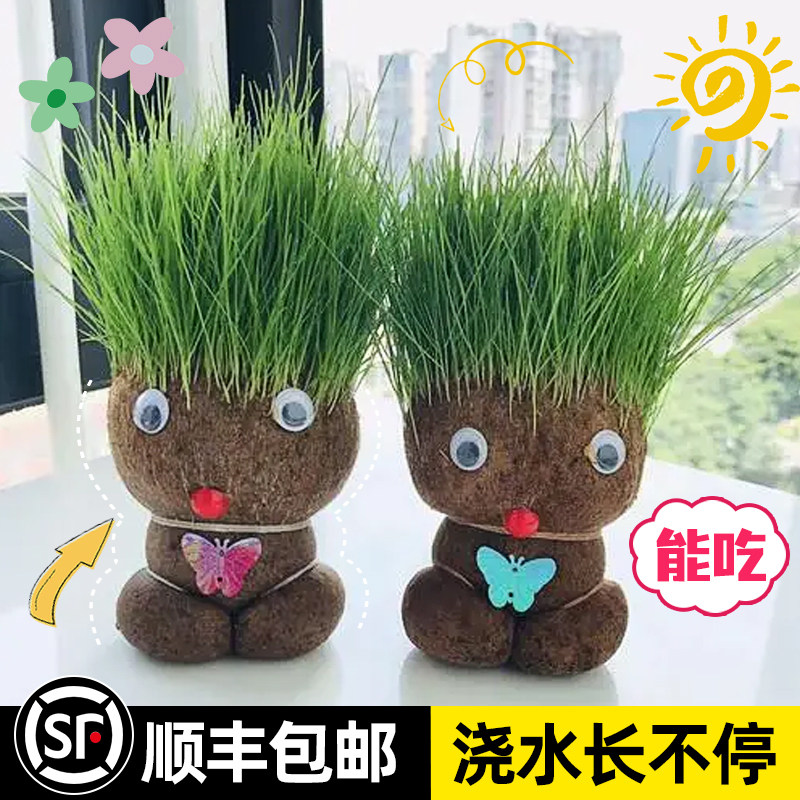草头娃娃可爱长草公仔猫草绿植物小盆栽室内桌面儿童创意迷你水培