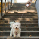 宠物迷你牵引绳自动伸缩遛狗神器吉娃娃雪纳瑞链子小型犬狗绳子