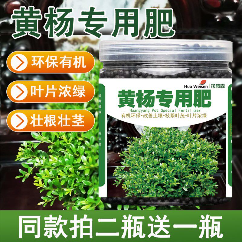 黄杨专用肥料黄杨营养液小叶黄杨盆景雀舌黄杨叶子黄缓释有机肥料
