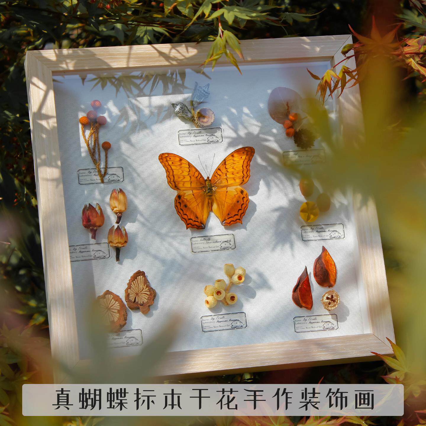 真蝴蝶标本植物干花装饰画样板间装饰家居软装搬家礼物节日礼品