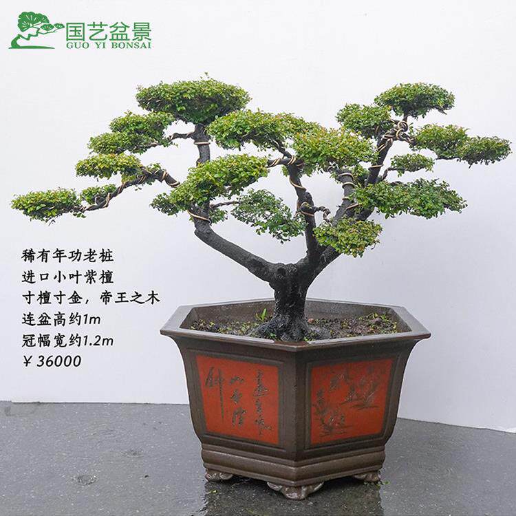 小叶紫檀盆景精品老桩办公室内桌面茶台绿植盆栽四季常青真树