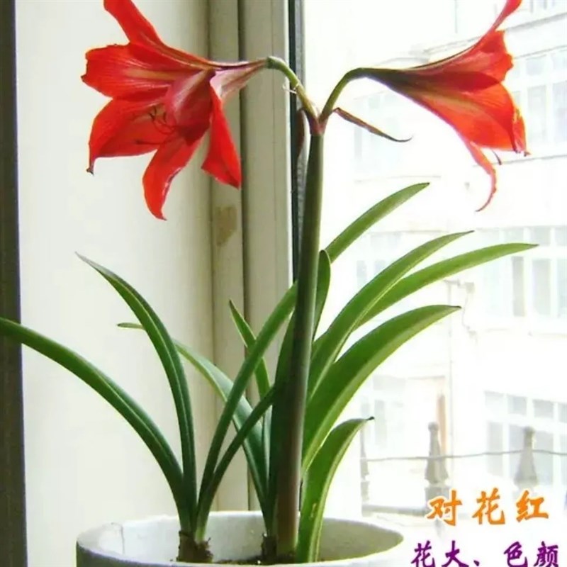 对花兰花苗开大红花清香孤挺红高端花卉室内盆栽绿植窗台客厅桌面