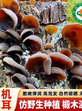 有机椴木黑木耳200g 仿野生种植肉厚软糯饱满厚实洋县朱鹮之乡