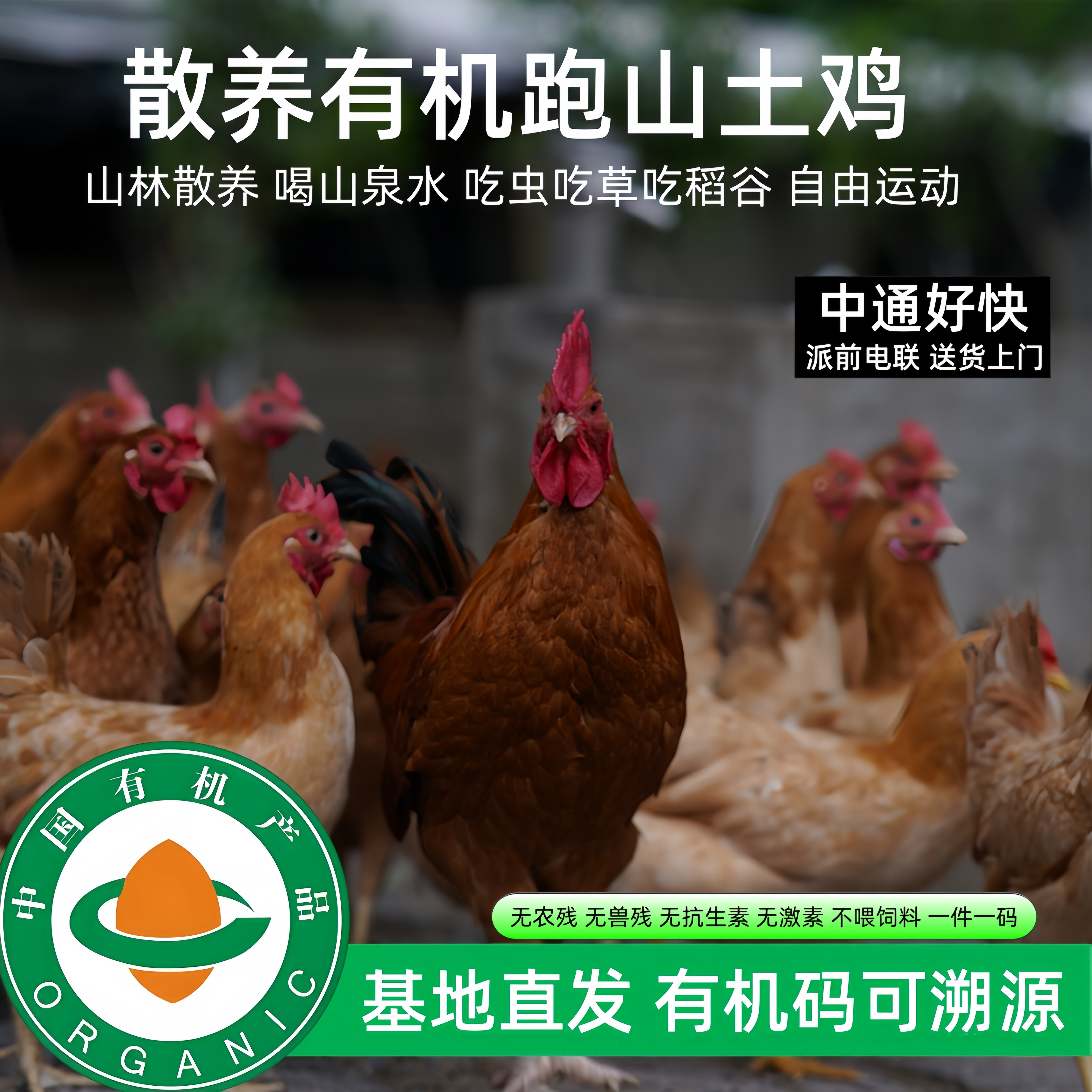 有机散养现宰现杀跑山鸡煲汤
