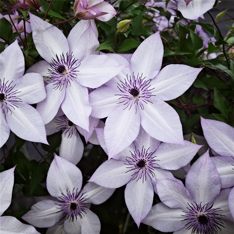 黄姐园艺F系列铁线莲乌托邦倒影新幻紫P9规格根系饱满原盆土发货