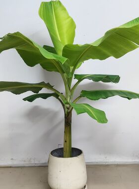 大叶芭蕉树盆栽真绿植大型观赏植物室外落地盆景绿植四季常春好养