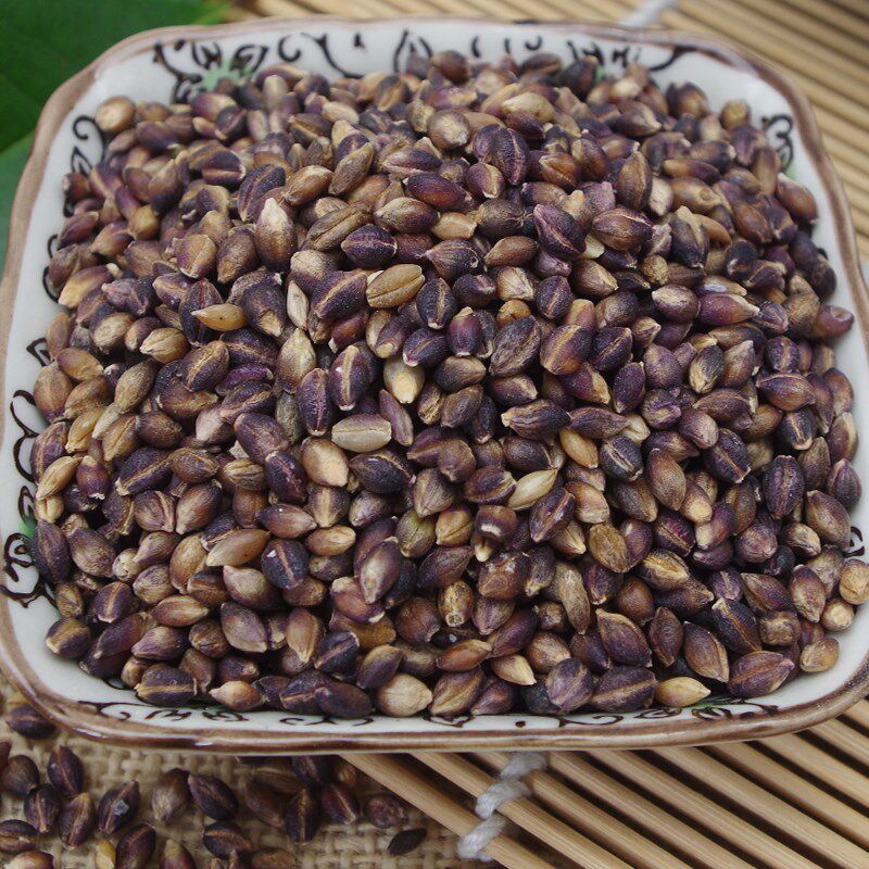 青藏高原优质特产黑青稞带皮黑青稞500g 农家养生好美食五谷杂粮