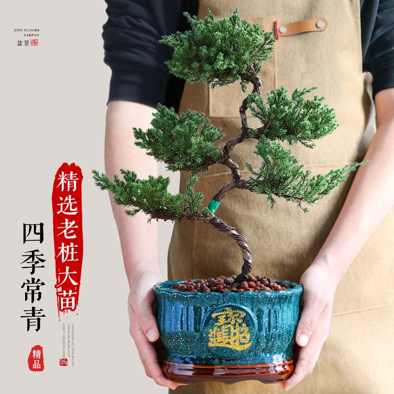 真柏迎客松盆景五层塔松客厅盆栽花卉造型送礼开业室内外四季好养