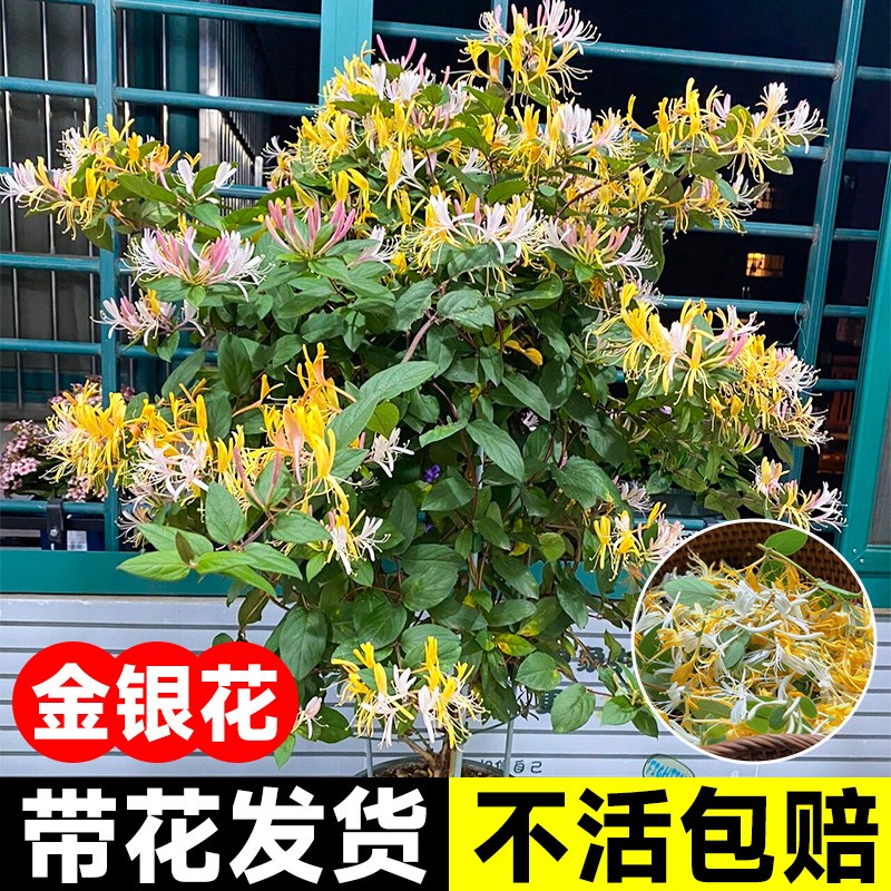 金银花树苗老桩盆栽野生四季庭院可食用花卉爬藤植物阳台药用带花