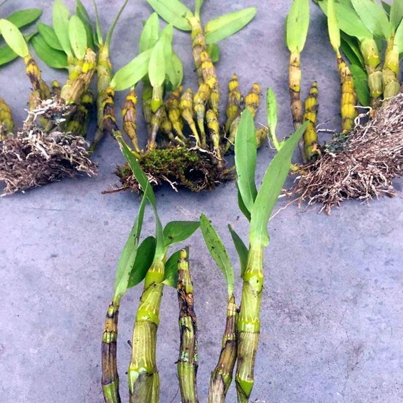 短棒石斛带花苞浓香型石斛花洋兰花苗石斛苗附生兰吊兰苗石斛盆栽