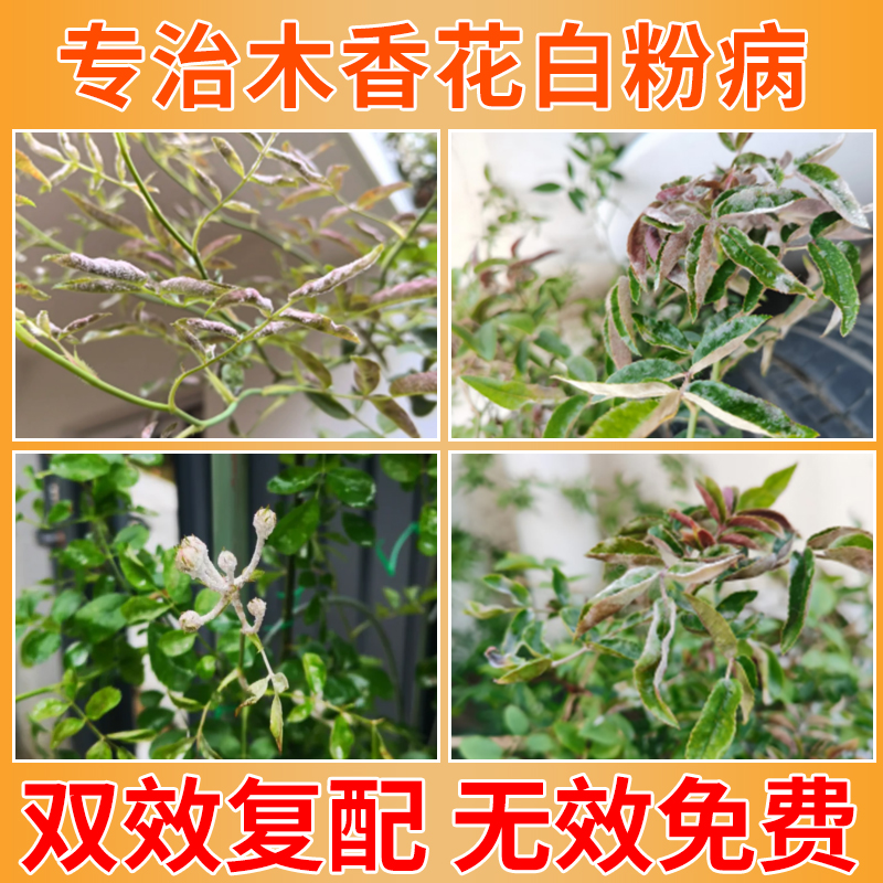 木香花月季白粉病杀菌剂