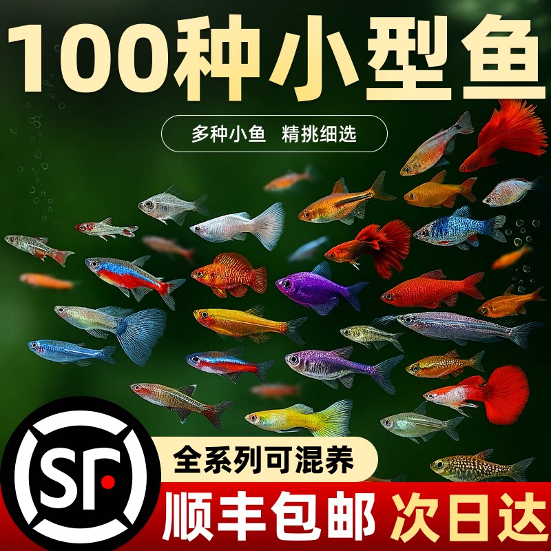 热带观赏鱼斑马鱼孔雀鱼金鱼灯科红绿灯鱼小型活鱼冷水鱼淡水好养