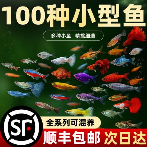 热带观赏鱼斑马鱼孔雀鱼金鱼