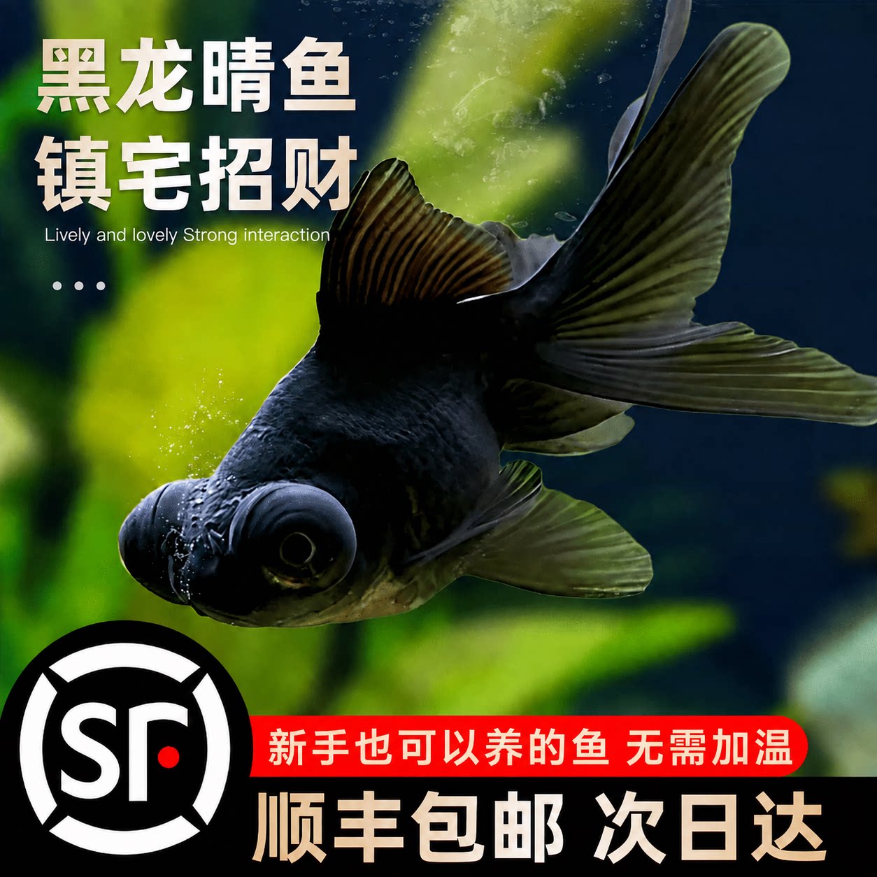 龙睛金鱼黑龙睛冷水鱼小金鱼活鱼淡水锦鲤观赏鱼好养耐活鱼不加温