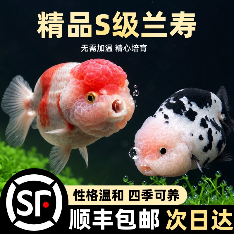 精品兰寿金鱼 淡水观赏鱼 纯种泰狮国粹金鱼活鱼好养锦鲤鱼冷水鱼