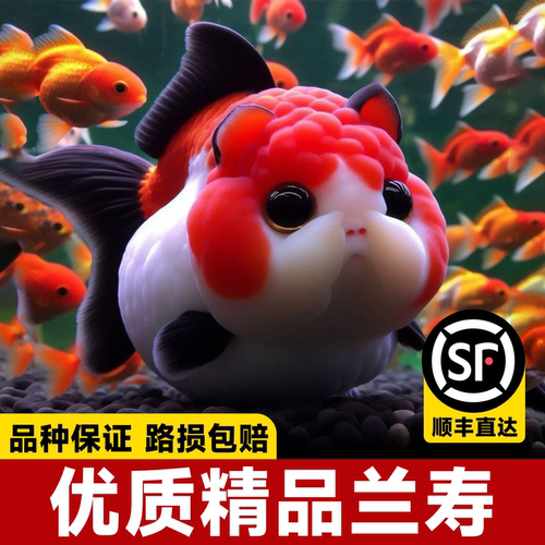 精品直销兰寿金鱼金鱼治愈可爱