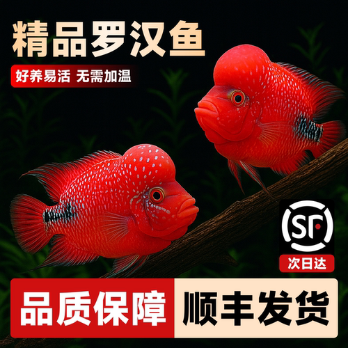 罗汉鱼鱼苗活体起头大苗红马观赏鱼小鱼好养活招财德萨亚成火凤凰