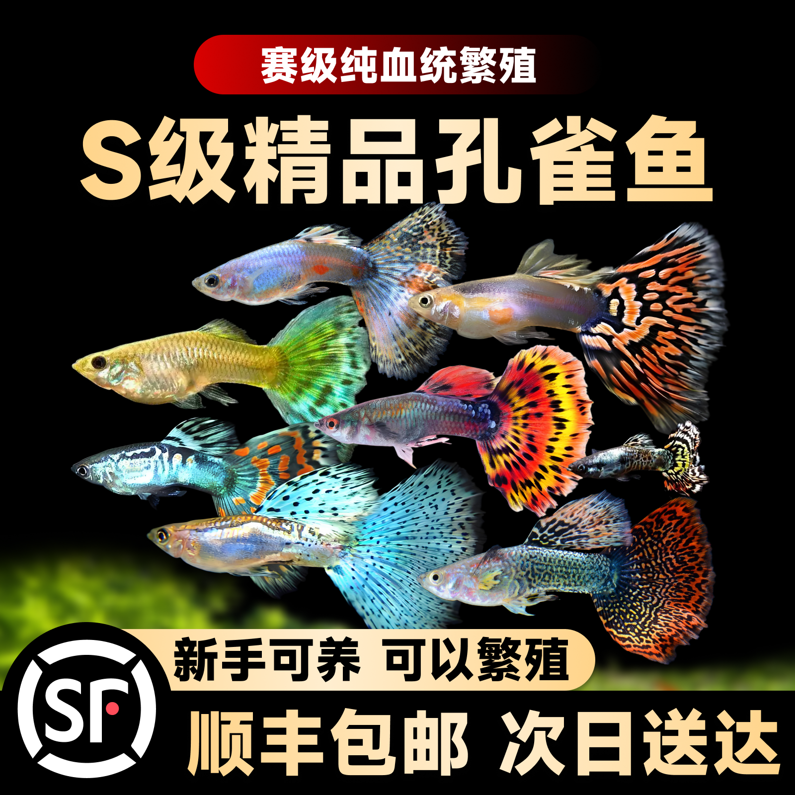 孔雀鱼热带鱼苗观赏鱼小鱼耐活好养金鱼淡水斑马鱼缸小型凤尾活体
