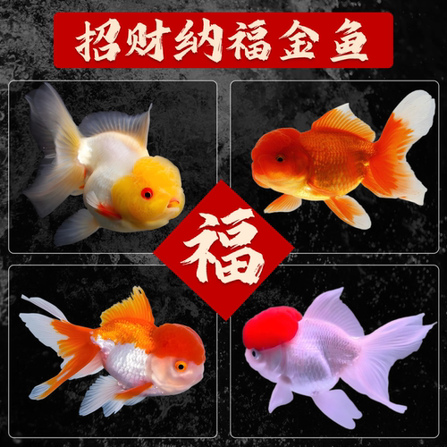 发财金鱼活鱼招财冷水小淡水好养耐活兰寿泰狮红狮子头国狮草金鱼