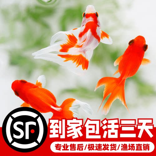 公母观赏鱼冷淡水养不死耐活草金