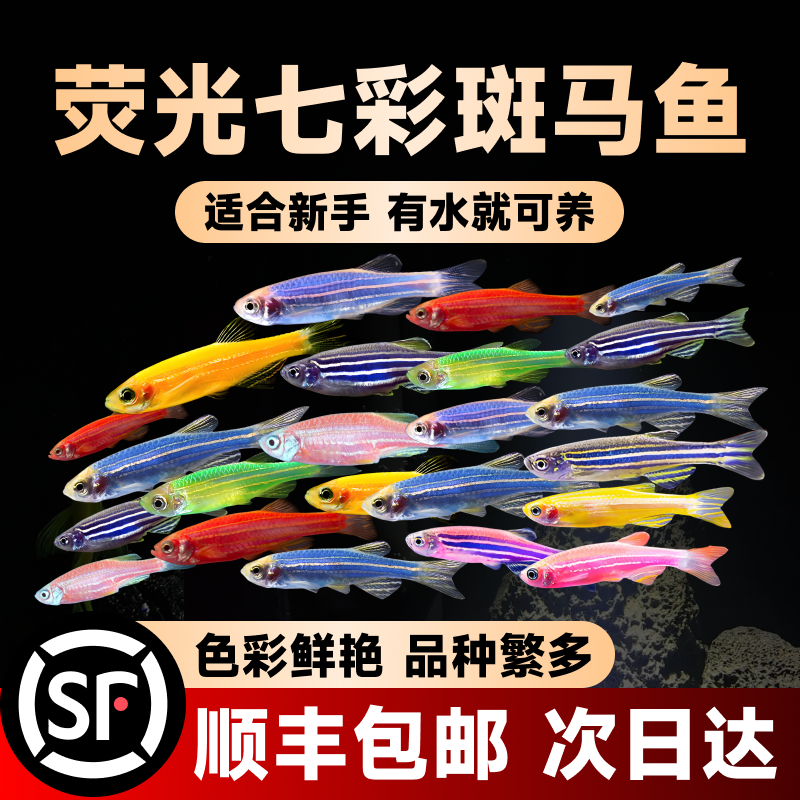 灯科鱼斑马鱼活体冷淡水新练手好养红绿宝莲灯金鱼苗小型热带观赏
