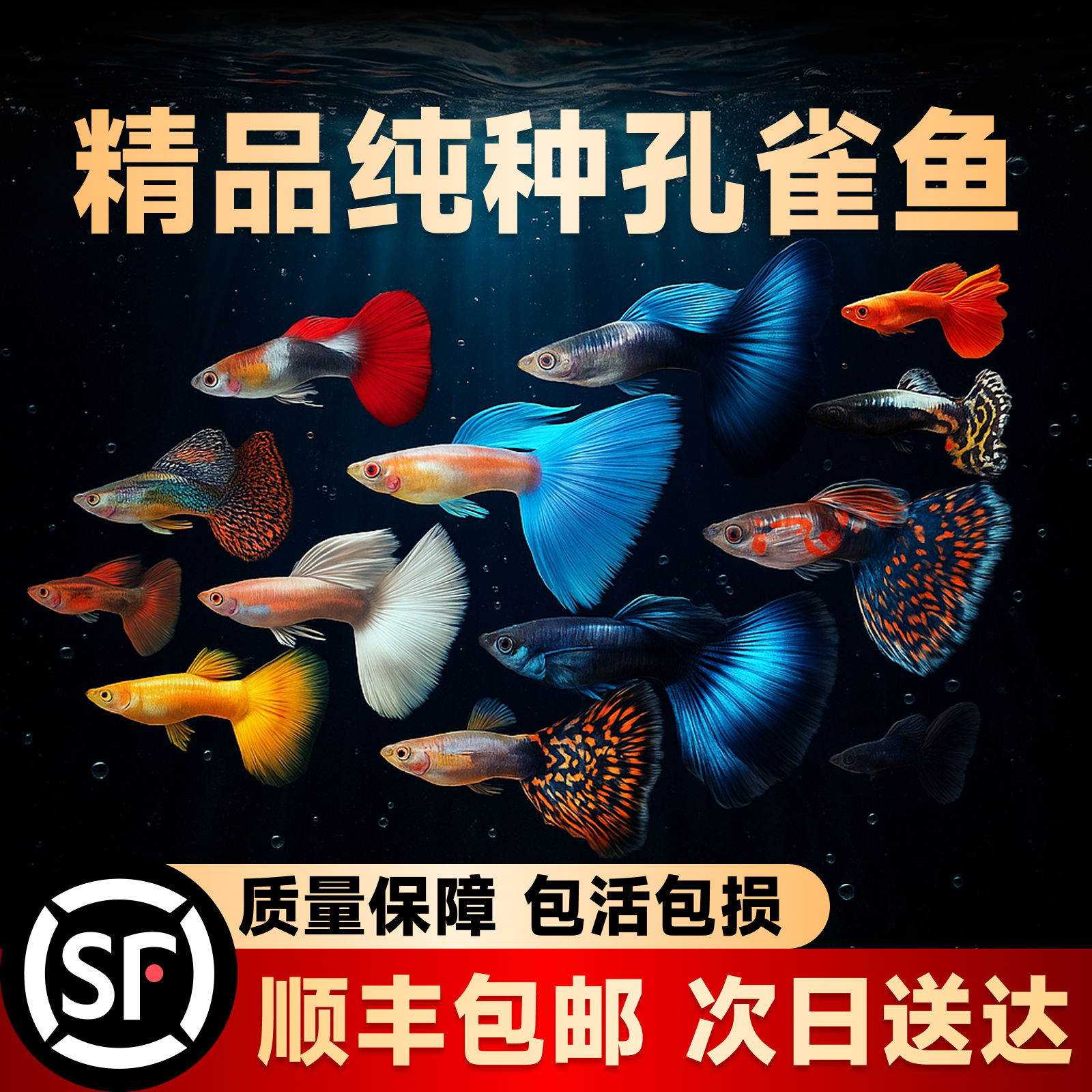 孔雀鱼凤尾淡水易繁殖耐活体好养纯种灯科小型热带胎生观赏金鱼苗