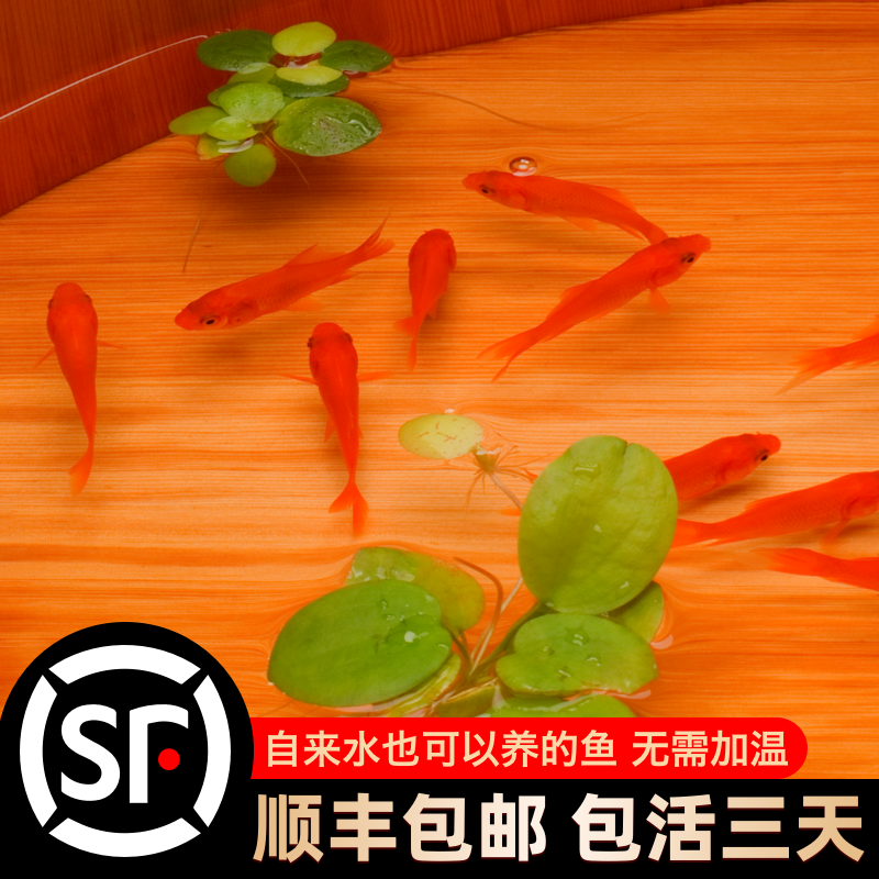 草金鱼活鱼锦鲤鱼苗观赏鱼淡水鱼冷水鱼小型耐活活体小金鱼红草金