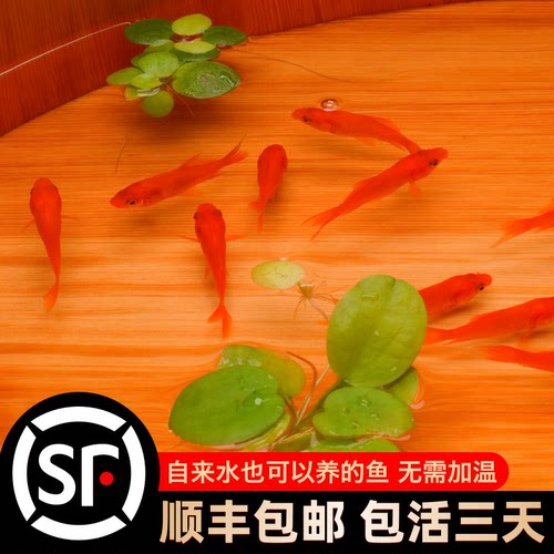公母观赏鱼淡水冷水易活耐养锦鲤