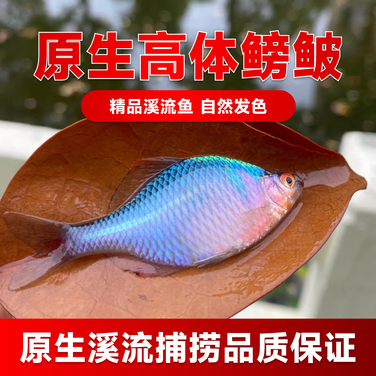 好养淡水观赏鳑鲏鱼七彩旁皮除藻冷水鱼活体小型鱼苗原生群游小鱼