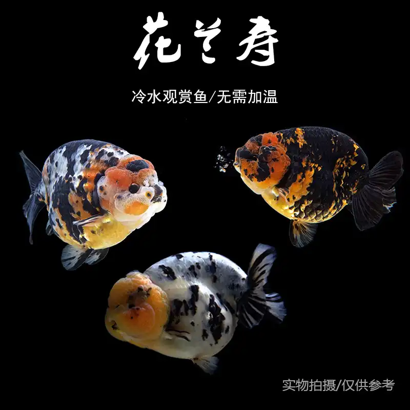 兰寿金鱼精品潘氏兰寿金鱼观赏鱼鱼苗五花奶牛红白兰寿好养冷水鱼
