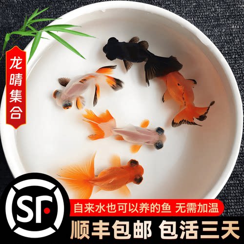 蝶尾金鱼冷水精品龙晴顺丰包邮