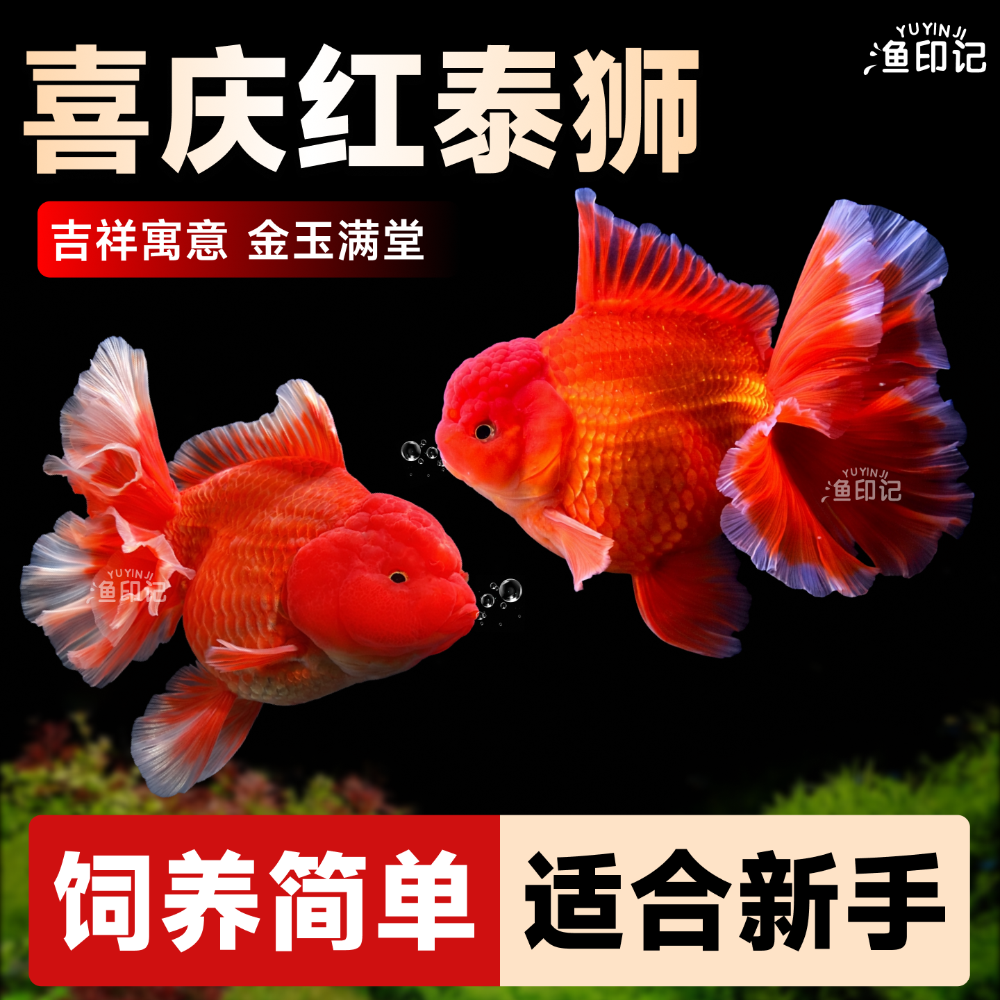 精品百褶泰狮兰寿红狮金鱼活鱼冷水淡水鱼鱼苗观赏鱼新手好养耐活