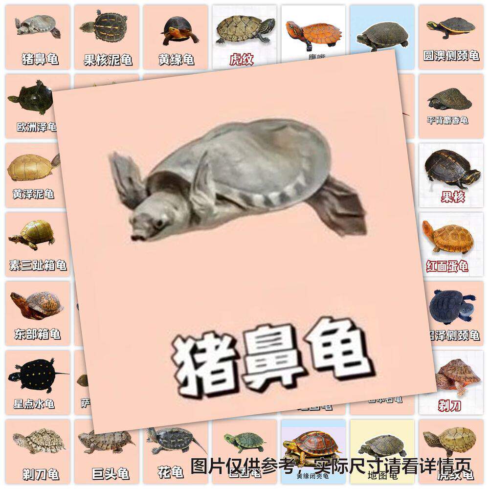 118张龟类图鉴贴纸龟壳纹理观赏乌龟品种科普贴纸手账装饰DIY贴画