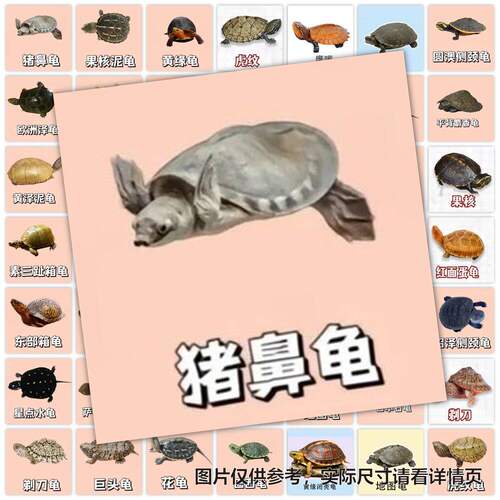 118张龟类图鉴贴纸龟壳纹理观赏乌龟品种科普贴纸手账装饰DIY贴画