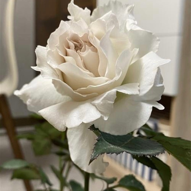 稀有新品日月河本纯子莎菲天使白色淡紫色淡茶香切花月季小苗