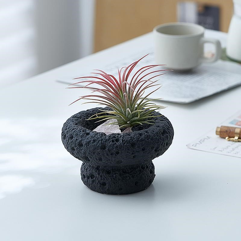 【万圣节系列】桌面小盆栽空气凤梨植物办公室微景观主题礼物盆栽