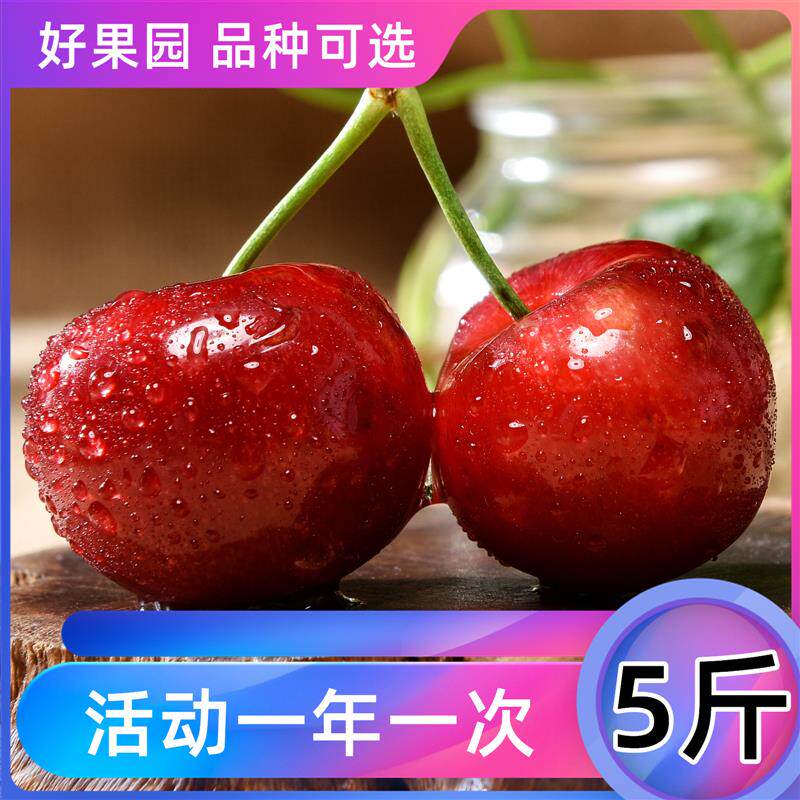 现摘山东烟台大樱桃美早国产车厘子新鲜孕妇水果露天应当季5斤3甜
